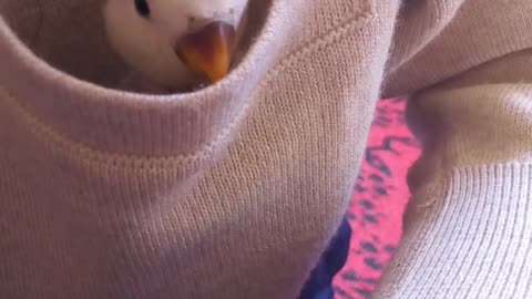 love bird in the pocket