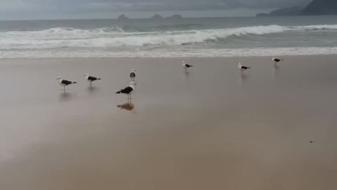 Seagulls at the Beach🌊🌊🌊