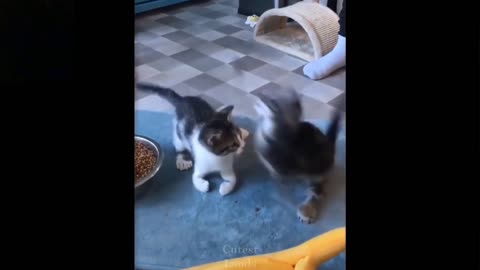 Cats fight for fish