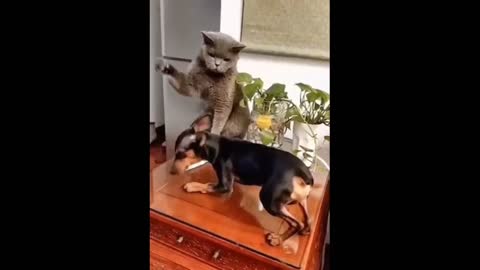 Funny dog and cat/funny animals video/funny pets animals/cute animals/super funny dog and cat