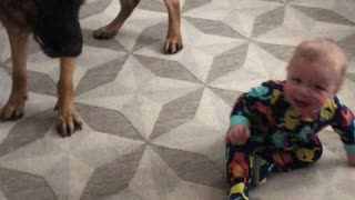 Zeke the GSD Playing with Boy