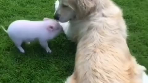 The dog and the baby of the pig