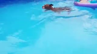 Boston Terrier tows doggy friend in the pool