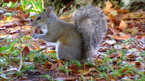 Adorable Female Grey Squirrel Eating Nuts