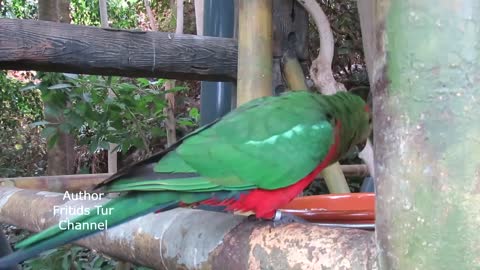 Pet Australian King Parrot - Male & Female - Bird Sounds