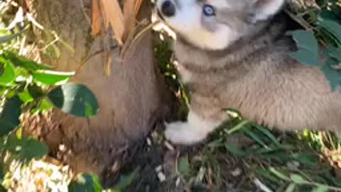 Puppy husky biting tree