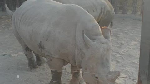 Dubai safari park