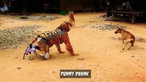 Funny prank Tiger and dog