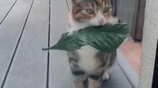 This very thoughtful cat brings its owner a gift