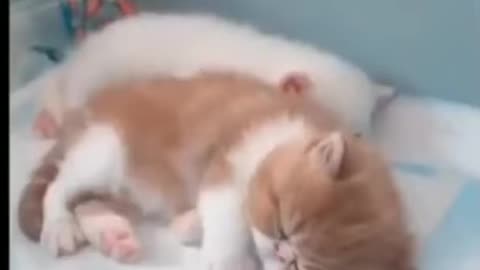 😍too much cute cute kittens video compilation🥰#shorts #kitten #cutcat