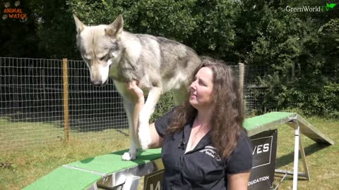 Can you really train a Wolf?