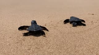 beautiful turtles 🐢
