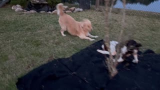 Golden Retriever & Springer Spaniel Fun in the Backyard