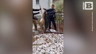 Police Save Deer Trapped in Fence in Rochester Suburb