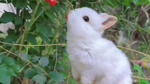 The cute rabbit eats cherries