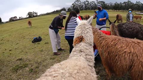 Child adorabaly belly laughs while meeting llamas for the first time