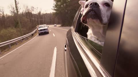 Dog enjoying the car ride