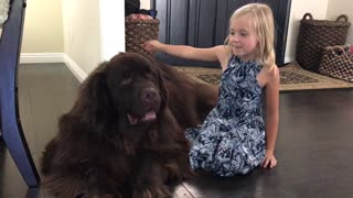 Little girl reunites with huge puppy after summer vacation