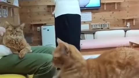 Cat Clip TikTok just.funny.animals #funnycats