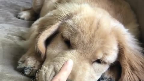 Booping her cute puppy too many times