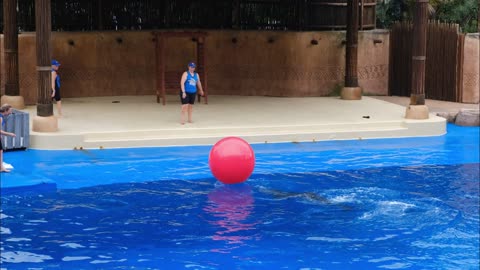 dolphin plays red ball