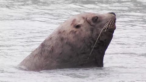 Playful Sea Lions: Swimming Wonders of Valdez, Alaska | Wildlife Adventure