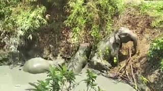 Myanmar villagers free elephants stuck in mud pit