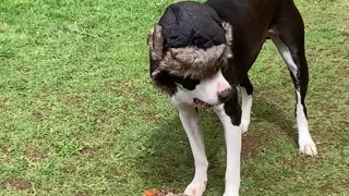 Dog Wears A Hat