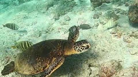 honu#turtle#oceanlover