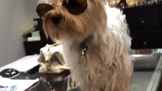 I'm crying dog on glass table wearing sunglasses