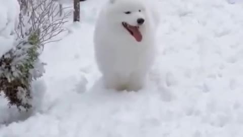 White Samoyed