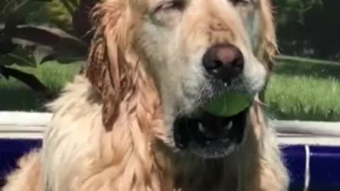 Dog falls asleep in pool with the tennis ball in her mouth