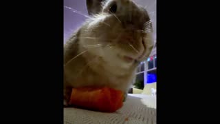 Daisy the bunny munches noisily on a treat and it's too cute!