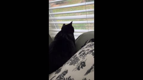 Adopting a Cat from a Shelter Vlog - Precious Piper is After a Lizard on Ledge Outside #shorts