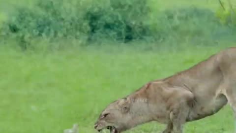 Lion video