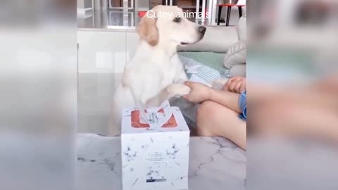 so funny and noughty dog shocked