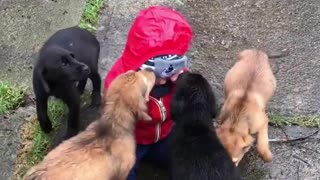 Here's a clip of a bunch of puppies kissing a baby