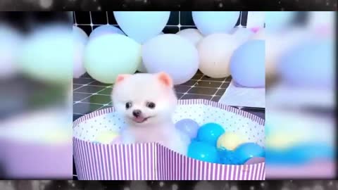 Baby Dogs Cute and Funny Dog funny videos