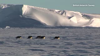Antarctic sea ice melt kills Emperor penguin chicks