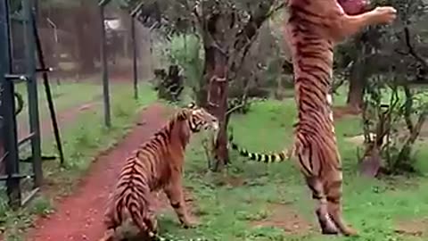 Tiger jumps to catch meat, filmed in slow-motion