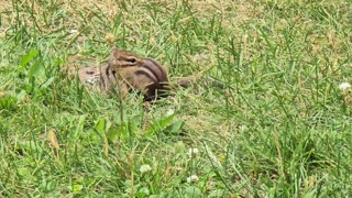 All 3 Baby Chipmunks 🐿