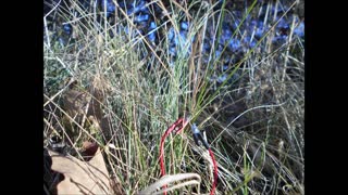 Getting Grounded With the Grass ~ Late Fall