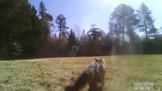 BEAUTIFUL Red Fox Eating Seeds!