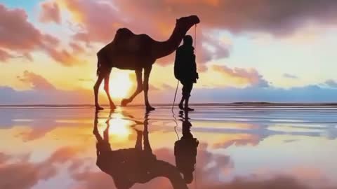 Bringing your feed a moment of calm with this beautiful sunset camel walk in Essaouira