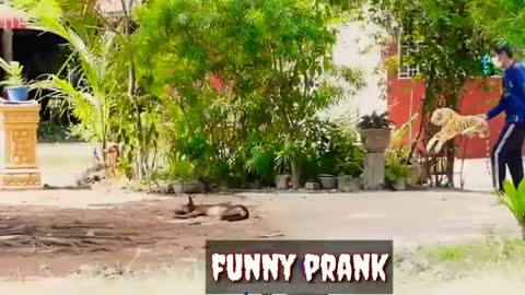 Very Funny Dog Video- You will laugh watching these dogs funny reactions at a prank
