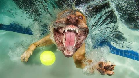 Creative Photographs Of Dogs Playing Underwater Fetch