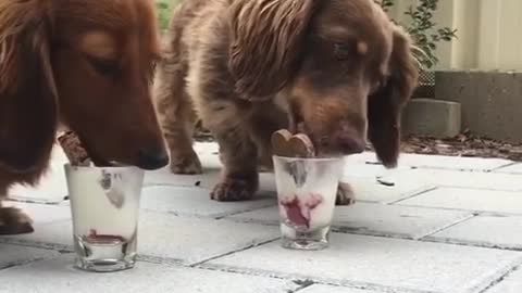 Pair of dachshunds go to town on tasty treats