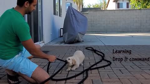 Labrador puppy learning || and profarming training commands || Dog showing all training skills