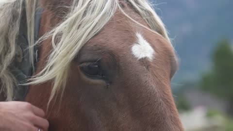 pretty horse eyes. meditation and relaxation