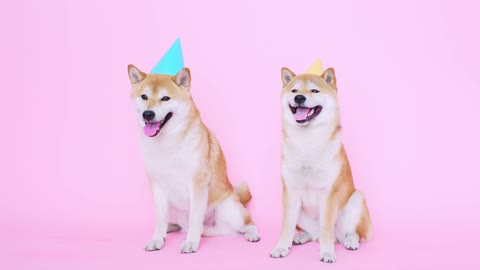 Two little dogs celebrate there birthday